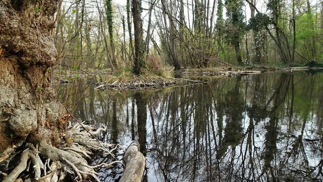 Diverse Flussverzweigungen ... | Foto: Silvia Plischek