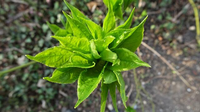 Weiter geht's über die "Insel" zum Insektenhotel und zum Wächterhaus. ... | Foto: Silvia Plischek