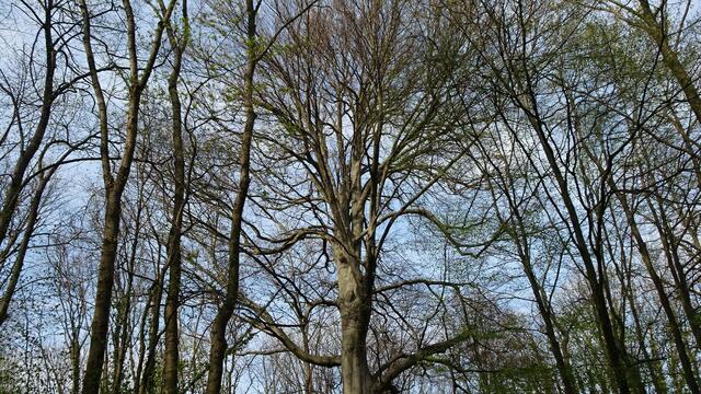 Am anderen Ende des Schlossparks. ... | Foto: Silvia Plischek