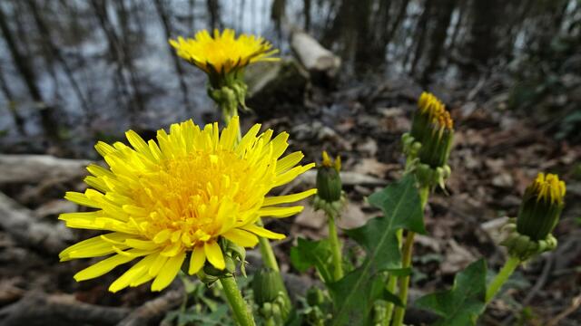 Foto: Silvia Plischek