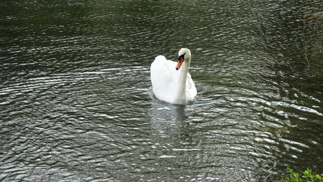 Foto: Silvia Plischek