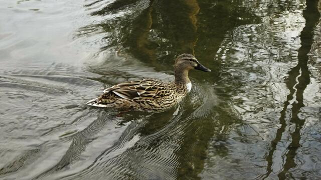 Foto: Silvia Plischek