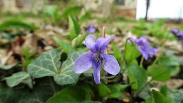 Foto: Silvia Plischek