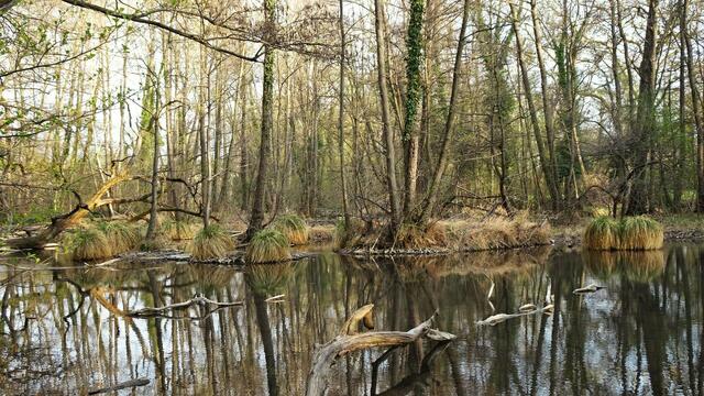 ... urig und eindrucksvoll zugleich. ... | Foto: Silvia Plischek
