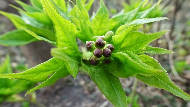 Foto: Silvia Plischek