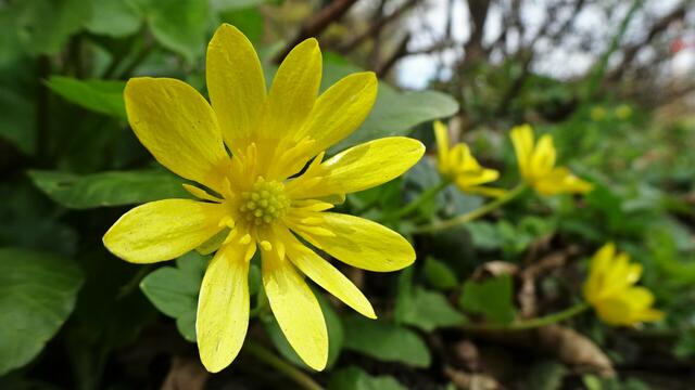 Foto: Silvia Plischek