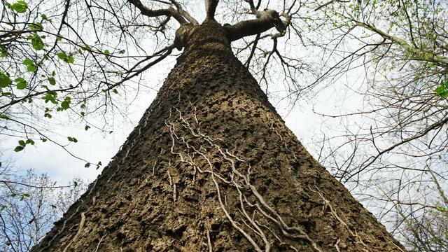 ... fasziniert Naturfreunde unter anderem auch mit verschiedenen uralten, imposanten Baumriesen. ... | Foto: Silvia Plischek