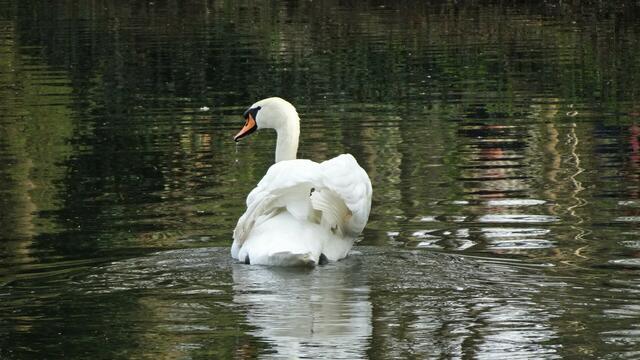 Foto: Silvia Plischek