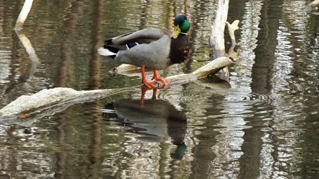 Foto: Silvia Plischek