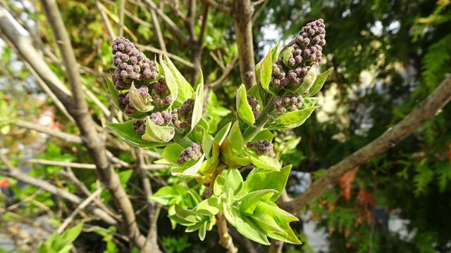 Nicht mehr lange, dann wird auch der Flieder erblühen. ... | Foto: Silvia Plischek