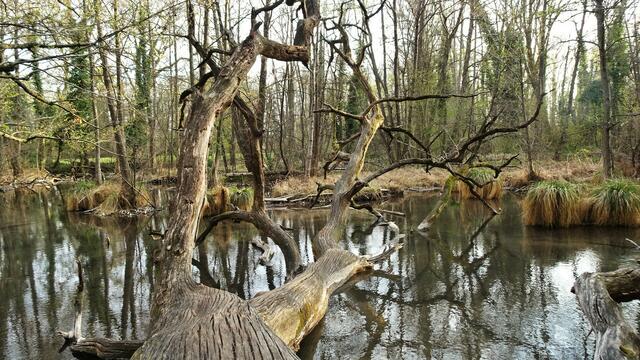 Foto: Silvia Plischek