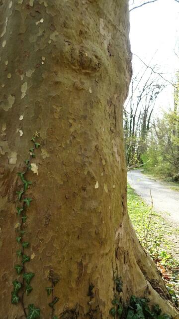 Auf dem Rückweg zum Schloss - mehrere Baumgiganten am Wegesrand. ... | Foto: Silvia Plischek