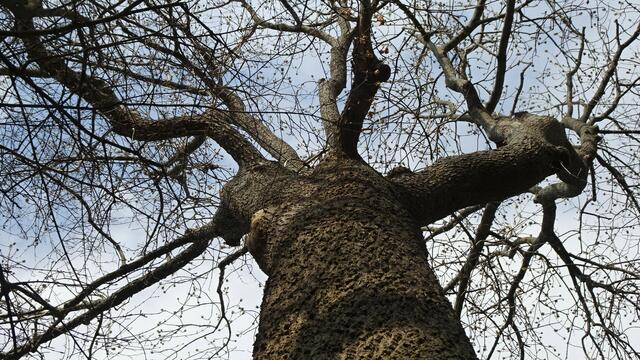 Foto: Silvia Plischek