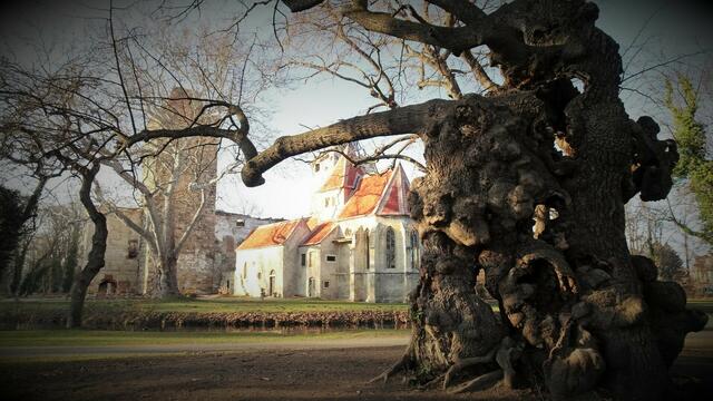 ... empfiehlt sich ein Kurzbesuch bei der 1000-jährigen Linde südöstlich des Schlosses. Sie wurde bereits 1928 zum Naturdenkmal ernannt und unter Schutz gestellt.
 | Foto: Silvia Plischek