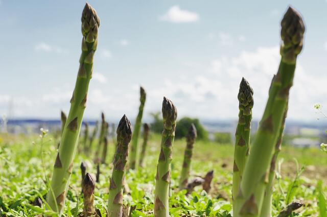 Frischer Spargel aus Linz Land