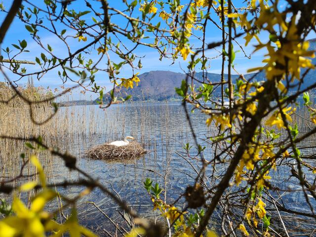 Blick durch's Blütenfenster zum Traunsee