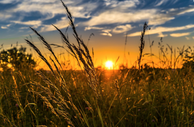 Keine Verschnaufpause für Allergikerinnen und Allergiker: Während die Birke ihr Blühpotenzial zunehmend ausgeschöpft hat, ist im Mai und Juni mit intensiven Belastungen durch Gräserpollen zu rechnen.  | Foto: Pixabay