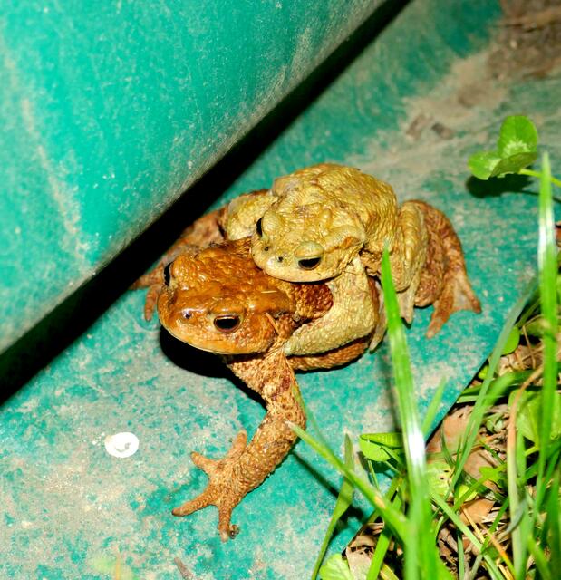 Dieses Pärchen suchte einen Weg entlang des Amphibienzauns. | Foto: Florian Haun