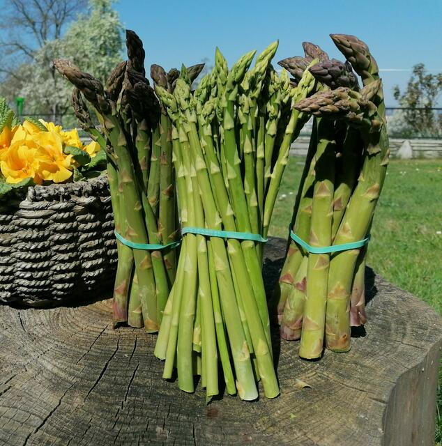 Bei der Familie Holzinger aus Thalheim bei Wels kann neben Erdbeeren auch grüner Spargel gekauft werden. | Foto: Holzinger