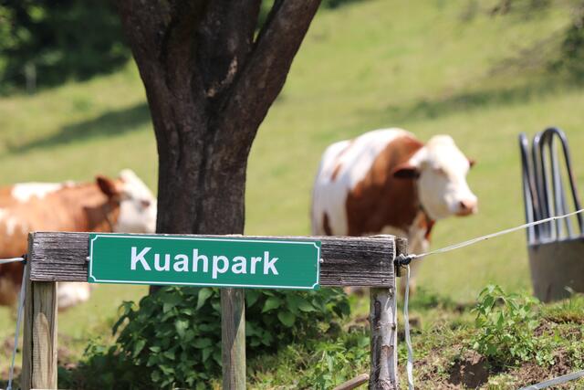 Rinder auf "Kuah"? Das gibt's nur am Milchhof Wurzinger in Fehring. | Foto: Privat