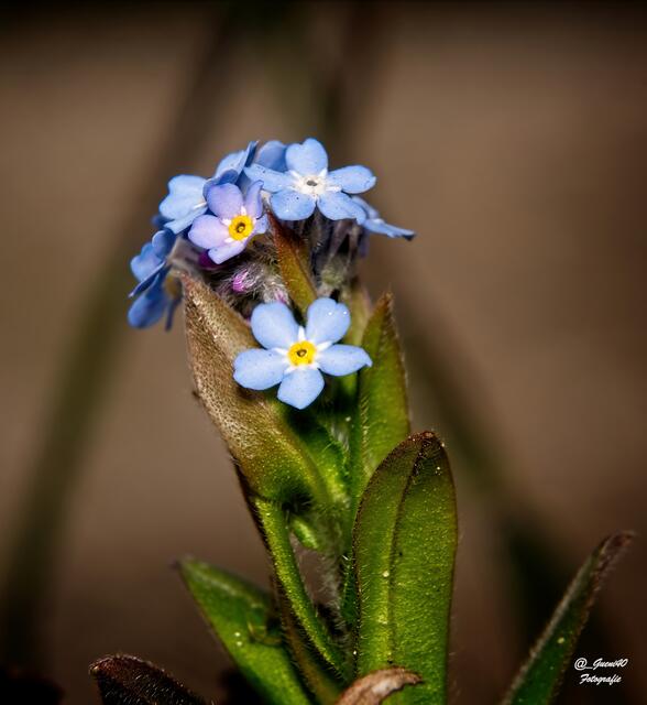 ..........sie haben nur kleine Blüten,diese Wald Vergissmeinnicht.....