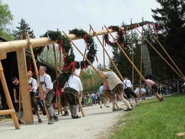 Nach zwei Jahren ohne Maibaum findet im Salzburger Freilichtmuseum am ersten Mai 2022 wieder das Maibaumfest mit Maibaumaufstellen statt.  | Foto: Salzburger Freilichtmuseum