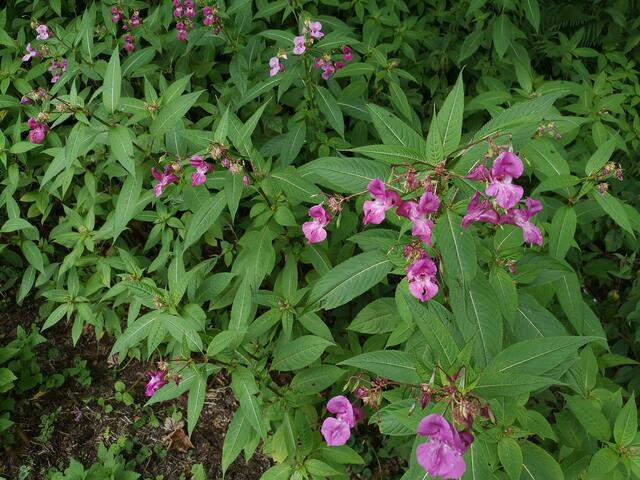 Springkraut gehört zu den Neophyten | Foto: RM Europaschutzgebiet