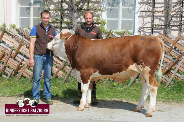 4.750 Euro bot die Genostar Rinderbesamung GmbH aus Bergland für den jungen Zuchtstier aus Bramberg. | Foto: Rinderzuchtverband Salzburg