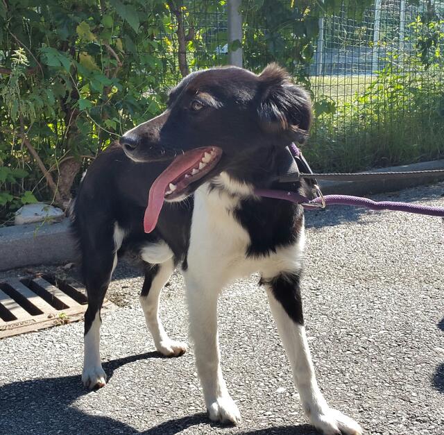 Die Hündin ist ein Border Collie-Mischling und wurde ertränkt. (Symbolbild) Die Polizei bittet um Hinweise. | Foto: Tierheim Hallein