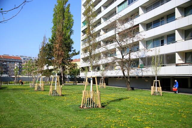 Vorgartenstraße 158-170: 30 neue Bäume sollen beim Gemeindebau für weniger Hitze und ein angenehmeres Klima sorgen. | Foto: PID / Martin Votava