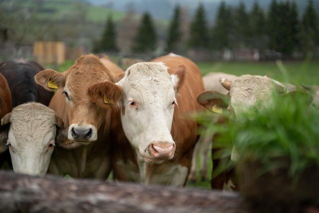 80 Rinder leben auf dem Biobetrieb Lockmoar.  | Foto: Klaus Pressberger