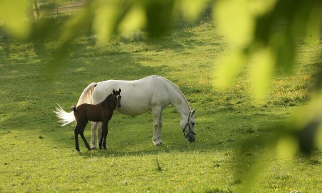 Die Mütter sind in jeder Hinsicht im Lipizzanergestüt Piber die Stars, nicht nur am Muttertag. | Foto: Lipizzanergestüt Piber/Boiselle