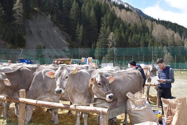 Über 240 Stück Braunvieh aus dem gesamten Wipptal war ausgestellt | Foto: Kainz