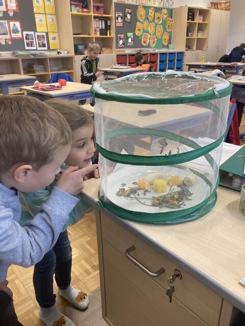 Im Zuge eines Schulprojekts erhielten die Kinder der Volksschule Niklasdorf wertvolle Einblicke in die Welt der Insekten. | Foto: zVg