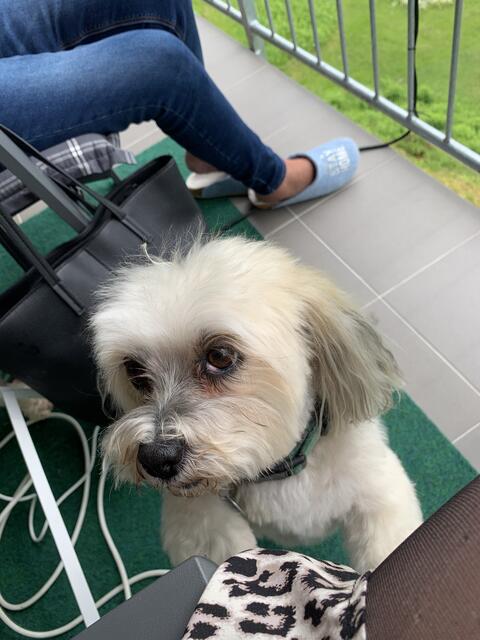 Die fünfjährige Emelie aus Maria Rain vermisst ihre Hündin Sally. | Foto: Privat