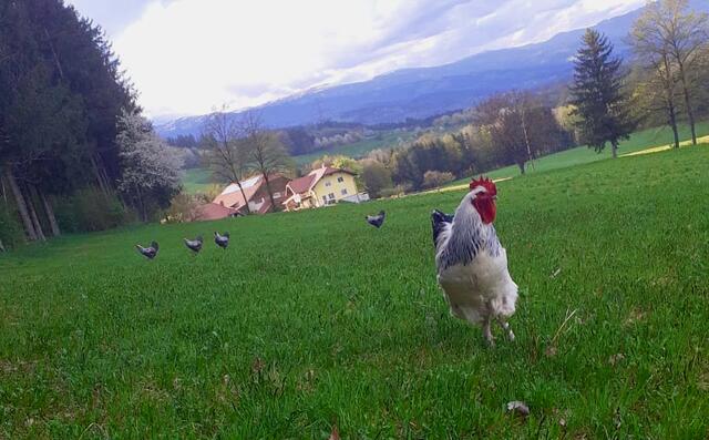 Diese Geflügelfamilie ist derzeit in St. Paul unterwegs.  | Foto: Privat