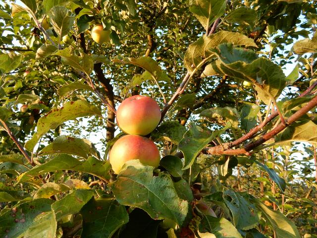 Streuobstwiesen zählen zu den artenreichsten Lebensräumen Mitteleuropas. | Foto: Umwelt Dachverband