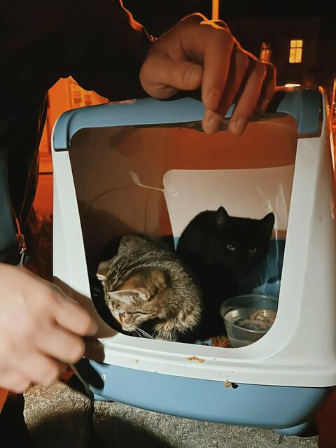 In diesem umfunktionierten Katzenklo retteten die Finder die kleinen Kitten.  | Foto: Sothany Kim