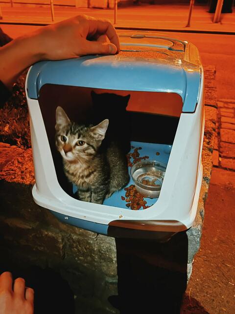 Die Kitten wurden in der kalten Nacht einfach sich selbst überlassen.  | Foto: Sothany Kim
