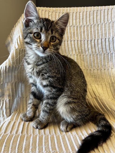 Die kleine Feli wurde mit ihrem Bruder Filiz auf der Straße zurückgelassen.  | Foto: TierQuarTier Wien