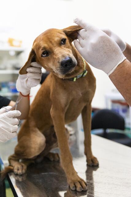 Vor Experimenten rät der Experte ab. Man sollte das Vorgehen mit einer Tierärztin oder einem Tierarzt abklären.  | Foto: Four Paws