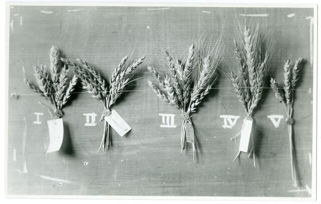 Vor 100 Jahre legte Erwin Mayr den Grundstein für die Tiroler Genbank und begann mit der Sammlung und Beschreibung alter Landsorten aus dem Alpenraum. | Foto: © Land Tirol