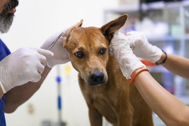 "Wenn die Zecke schon festgesogen ist, empfehle ich, diese mit einer Zeckenzange oder einer Pinzette möglichst hautnahe zu erfassen und gerade rauszuziehen", so Leschnik. | Foto: Four Paws