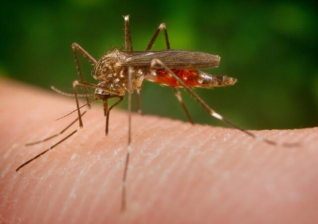 Die Asiatische Buschmücke könnte das West-Nil-Virus übertragen.  | Foto: Wikipedia 