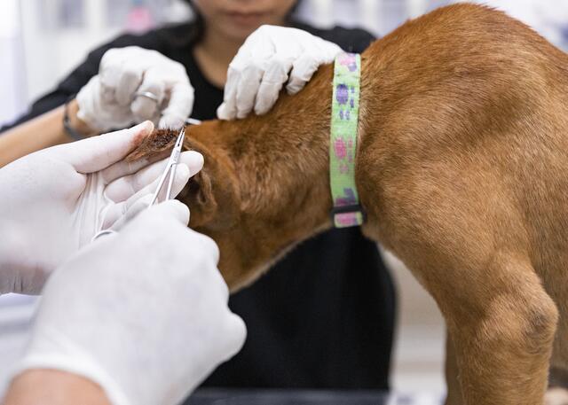 Auch Haustiere sind oft Opfer der kleinen Blutsauger. | Foto: Four Paws