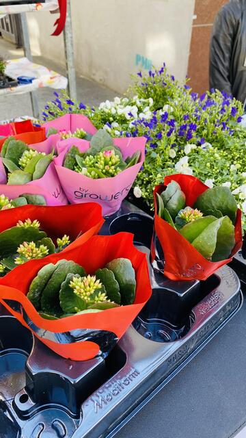 Allen Besucherinnen des Frischemarktes dürfen sich am Freitag, den 6. Mai 2022 ab 10.00 Uhr auf einen Blumengruß vom Talkesselmarketing freuen. | Foto: Mathias Weinseisen (Archivbild)