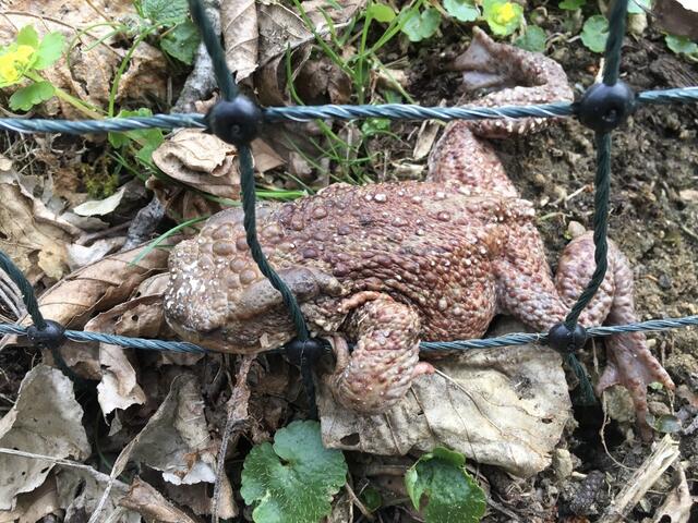 Die Kröten bleiben im Zaun hängen und sterben einen fürchterlichen Tod.  | Foto: Grüne