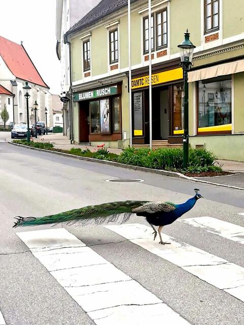 Foto: Regina Kronsteiner