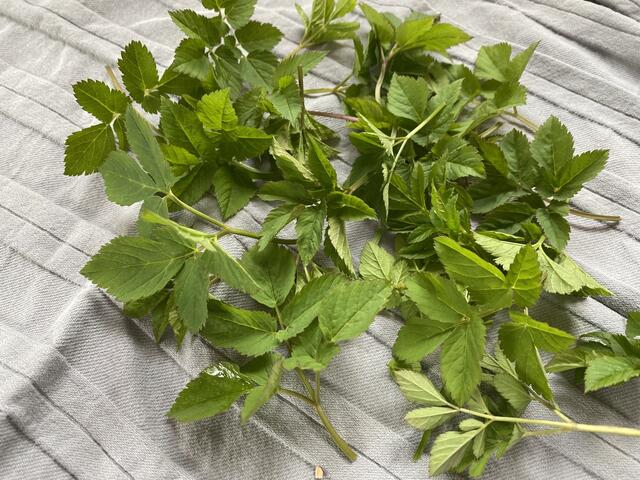 Giersch gut waschen und abtrocknen