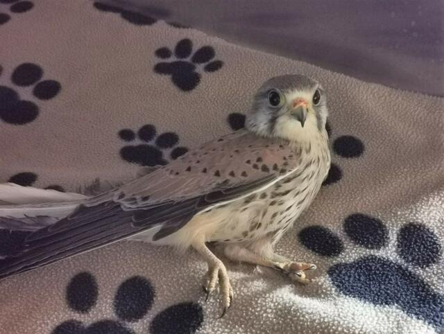  Ein Turmfalke mit Anflugtrauma und Beinverletzung wird im Tierparadies Schabenreith  gesund gepflegt.  | Foto: Tierparadies Schabenreith | Hofner